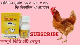 প্রতিদিন মুরগি থেকে ডিম পেতে কি ভিটামিন খাওয়াবেন?🐔#foryou#viralvideo#chicken#like#subscribe#share