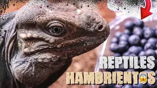 Nuevo Terrario Para Rocco (Alimentando Reptiles)