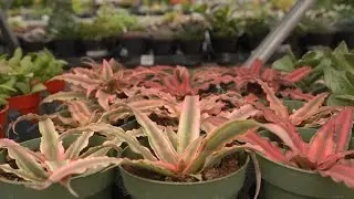 Earth Star @ greengate Garden Centres
