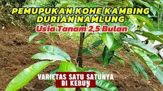 PEMUPUKAN KOHE KAMBING DURIAN NAMLUNG‼️satu satunya di kebun