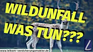 Wildunfall, was tun? - das MUSST du wissen, damit die TEILKASKO zahlt! - Haarwild - Kfz-Versicherung