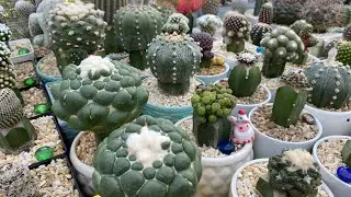 Os 10 cactos mais bonito da coleção❤️#CACTOS#