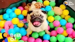 Dogs Who Had A Great Year: Happy Dogs of 2017 Compilation | The Dodo