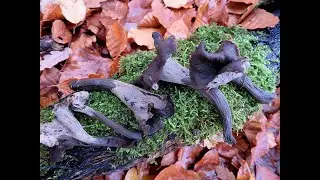 Im Sp&auml;therbst auf dem Tannenberg, 21. November 2022 - Late autumn on the Tannenberg