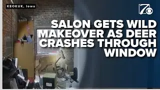 Body cam video: Southeast Iowa salon gets wild makeover as deer crashes through window