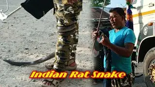 Rescue Indian Rat Snake 😐 धामिन साप बिना जेहरिला | Non-Venomous | #viralvideo