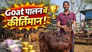 बकरी पालन में कीर्तिमान सीकर गोट फार्म