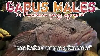 Cara berburu Gabus males/bloso