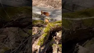 Белка на бревне.Eichh&ouml;rnchen auf einem Baumstamm.Squirrel on a log. #birds #vogel #goose #duck
