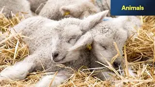 Springtime on the Farm | Bringing in new life | Channel 5