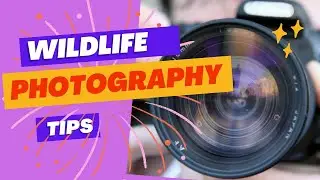 Unleash Your Inner Wildlife Photographer With These Mind-blowing Tips!