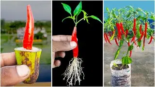 Turn a chili into spicy plant at home || How to grow chili plant from a chili || Watch this video
