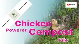 Chicken Powered Compost Pile at Suburban Stone Age