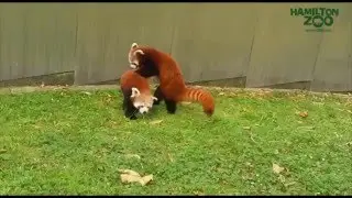 Hamilton Zoo Red Pandas at Play