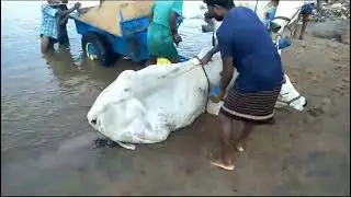 bullkart|hardful life  heavy load 2023 | bullock cart got stuck | Bullock cart race | ismart village