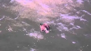 Three Ducks Mating at Detroit River ( Amazing)