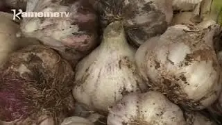 Kameme tv garlic farming in Kenya  Trending Agribusiness