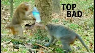 HOPELESS !! Mom Jade sadness see Bonita mistreat Jayden| Jade hopeless can't save baby from Bonita.