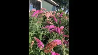 Как обрезать увядшие цветы на кусте бабочек