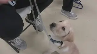 Guiding Eyes For The Blind helps train guide dogs in Cleveland