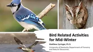 Bird Related Activities for Mid-Winter