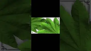 She likes it ‼️Paksfifave review #420 #rapper #420culture #hiphopmusic #podcast #exotic #music