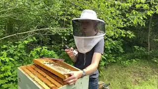 Is Capped Honey Ready For Harvest? 🐝