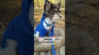 Хорошей рабочей недели! 😄#песрон #ржака #хочуврек #fun #animals #animalsfun