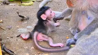 Live: Confident Baby Monkey Practices Walking Nearby While Mama Grooms | Calm Family Moment 🐒💛