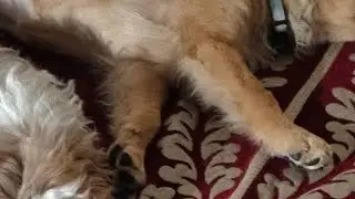 Winnie_the_shihtzu is live! hello everyone swagat hai apka Winnie ki live main keep supporting guys