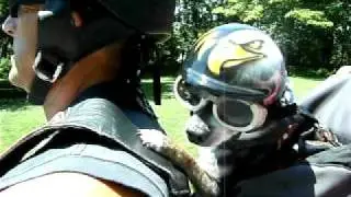 Dog Helmet | Dog Helmets