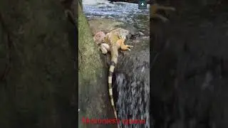 Motionless Iguana 🦎 near waterfall. Amazing Nature video.