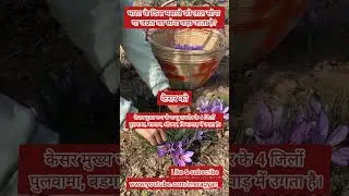 लाल सोना या जन्नत का सोना किस मसाले को कहा जाता है? lal Sona. jannat ka Sona. #ytshorts #viral