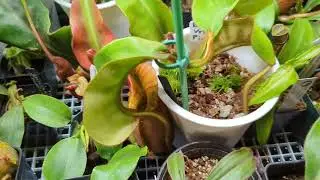Nepenthes Veitchii Informational II
