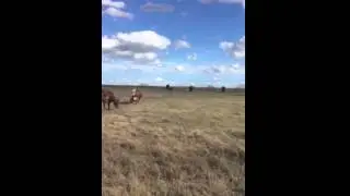 Red Angus Cross Cows