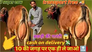 Cash on delivery💵25 लीटर साहीवाल रिकॉर्ड के साथ🫵 ट्रांसपोर्ट फ्री 🚚 5000 में गाय आपके घर पर 😱