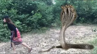 Brave Girl Catch Water Snake Using Trap - How To Catch Village Snake In Jungle