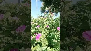Beautiful madina munawara  #flowers