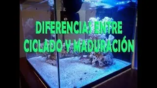 ACUARIO MARINO: DIFERENCIA ENTRE CICLADO Y MADURACION