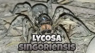 Южнорусский тарантул мизгирь (Lycosa singoriensis) Чечня