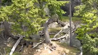 Saturna Island Feral Goats