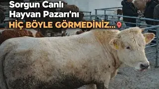 🇹🇷❤️‍🔥 Sorgun canlı hayvan pazarı 5 Şubat Perşembe 