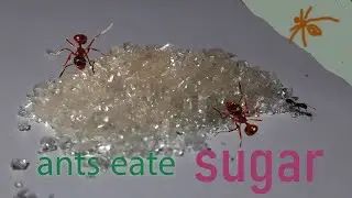 how ants collect sugar