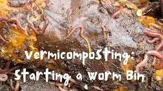 Vermicomposting: Starting a Worm Bin 🪱