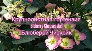 #hydrangea Bluberry Cheesecake🍛#macrophylla #flower #цветы #garden #дача #сад #люблюцветы #plants