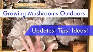 Growing Mushrooms Outdoors in an Arid Climate - Updates, Recipes, and Tips