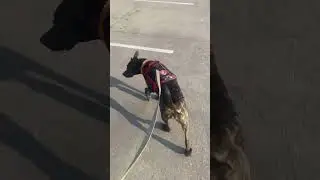 I bought my dog some dog boots to protect her paws from the scorching hot pavement