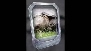 Beautiful turtle/#turtle #KariNature