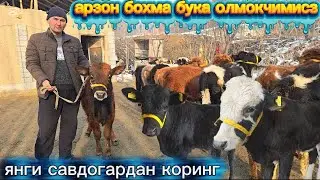 Катталарни урнига бохма олмокчимисиз янгича нархларда янги  савдогар акамиздан 2026.01.26