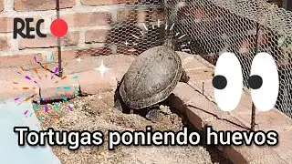 Temporada de desove en mis tortugas. 🐢🙂🌵